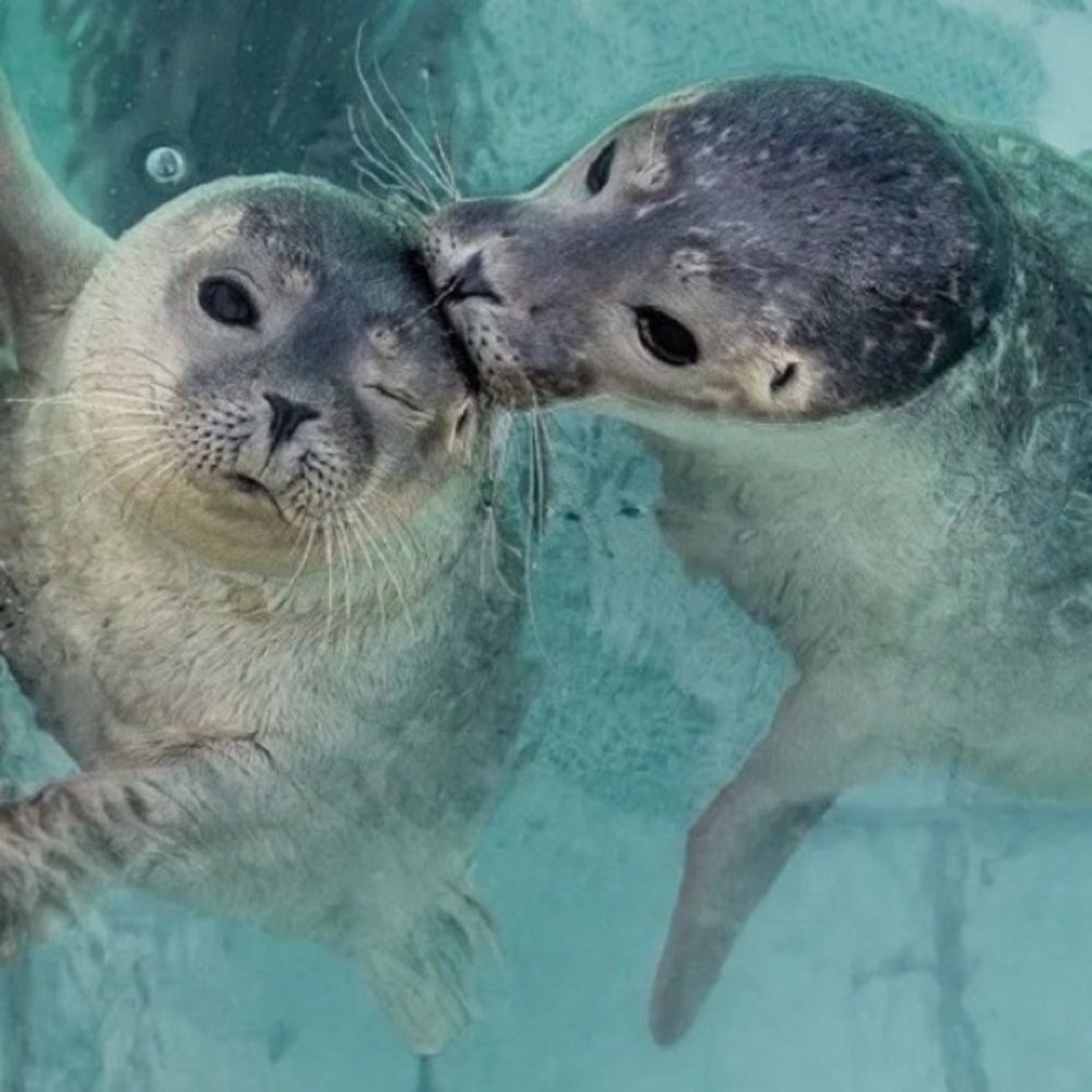 Meet your Posher, Eja